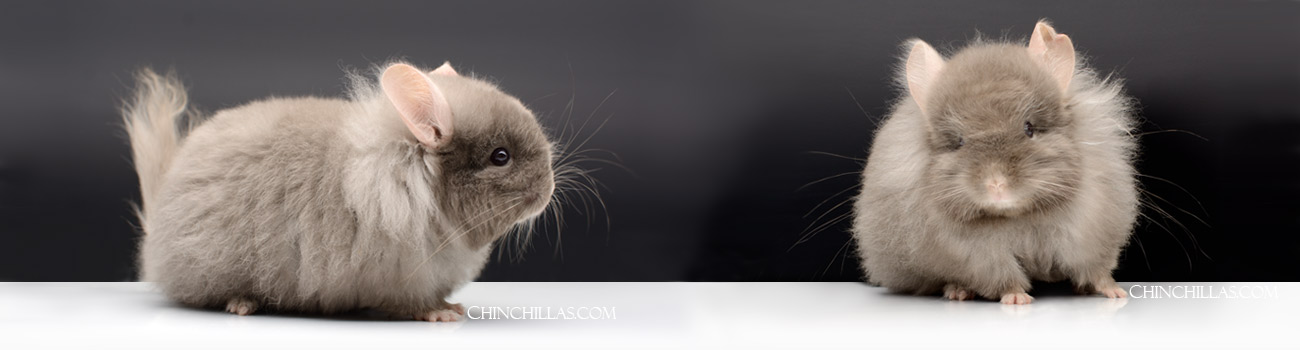 Feature Image for Royal Imperial Angora Chinchillas